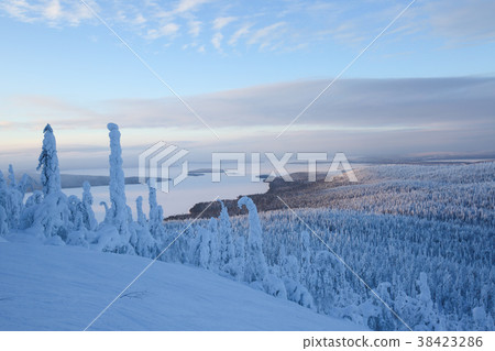 Snow covered trees in Lapland 38423286