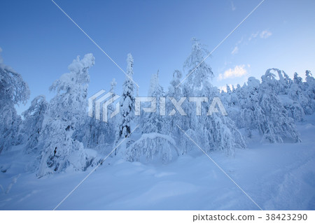 Snow covered trees in Lapland Snow covered trees in Lapland 38423290