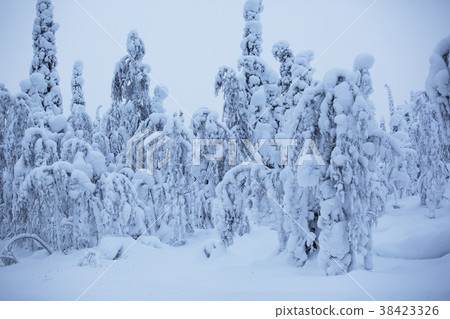 Snow covered trees in Lapland Snow covered trees in Lapland 38423326