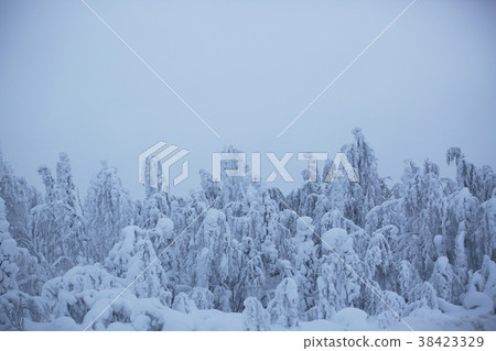 Snow covered trees in Lapland Snow covered trees in Lapland 38423329