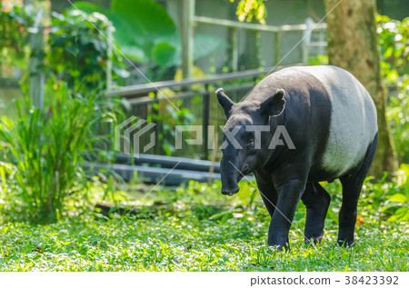 Malayan Tapir (Tapirus Indicus)  38423392