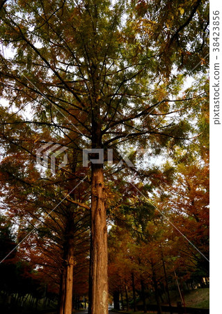 Metasequoia Street Autumn Metasequoia Street Autumn 38423856