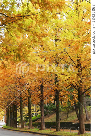Metasequoia Street Autumn 38423868