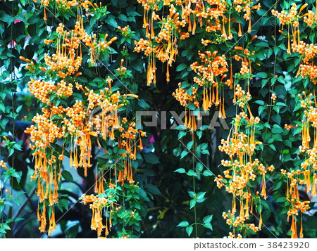 group of cute small beautiful tropical flowers, group of cute small beautiful tropical flowers, 38423920