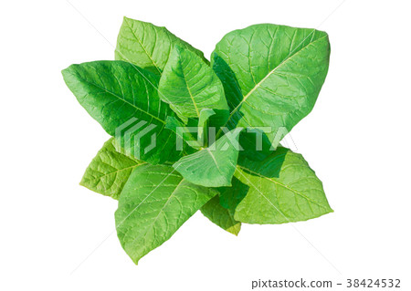 Tobacco plant on white background. Tobacco plant on white background. 38424532