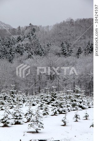 Afforestation_Winter 38424597