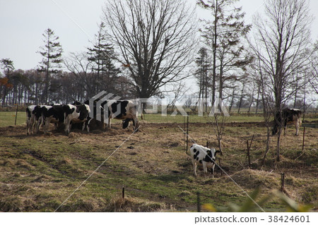 Ranch _ Monbetsu 38424601