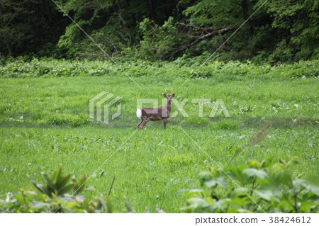 Grazing _ Kobe Town Grazing _ Kobe Town 38424612