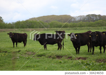 日本牛肉_神戶 日本牛肉_神戶 38424650