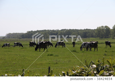 Ranch _ Monbetsu 38424654