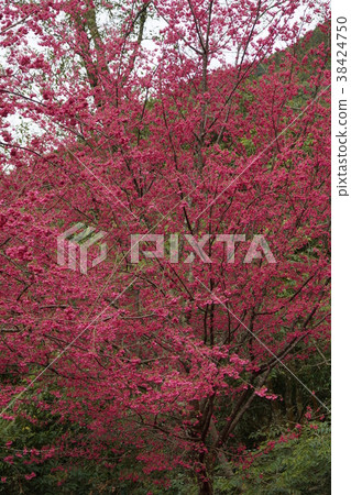 櫻花 38424750