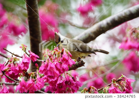 Crown feather thrush 38424765