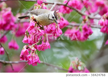 冠羽畫眉 38424768