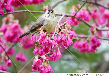 Crown feather thrush 38424769