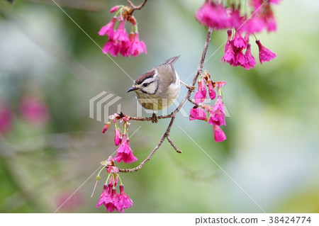 冠羽畫眉 38424774