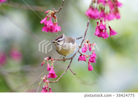 冠羽畫眉 38424775