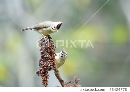 Crown feather thrush 38424778