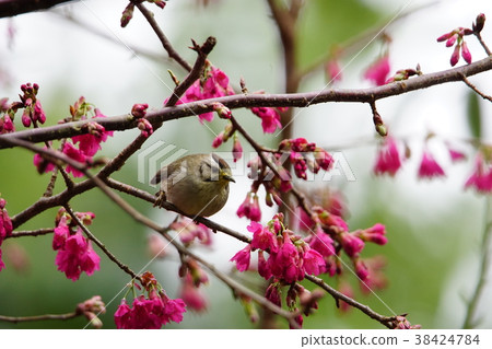 Crown feather thrush 38424784