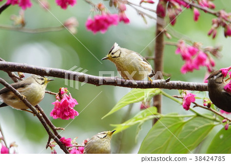 Crown feather thrush 38424785