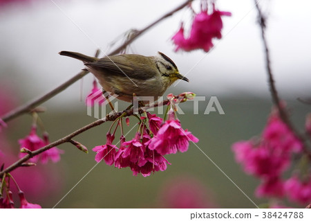 冠羽畫眉 38424788