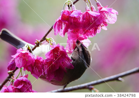 冠羽畫眉 38424798