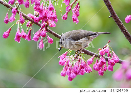 冠羽畫眉 冠羽畫眉 38424799