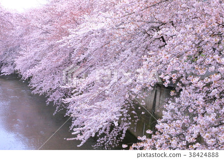 Cherry Blossoms Cherry Blossoms 38424888