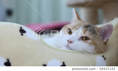 貓的臉 38425142