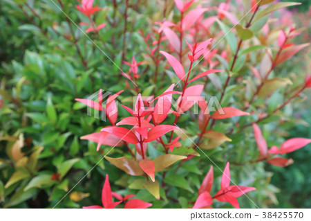 australian rose apple australian rose apple 38425570