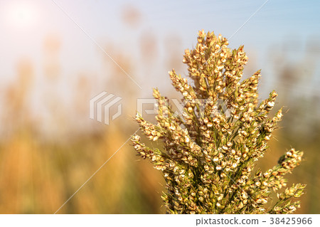 Millet or Sorghum in field of feed for livestock 38425966