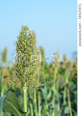Close up Sorghum in field agent blue sky Close up Sorghum in field agent blue sky 38425971