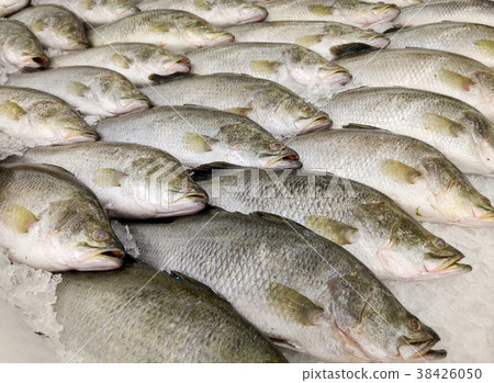 fish for sell 38426050