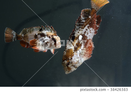 魚haokoze成立 魚haokoze成立 38426383