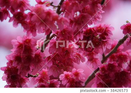 櫻花 櫻花 38426573