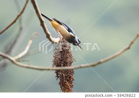 白耳畫眉 白耳畫眉 38426822