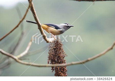 白耳畫眉 白耳畫眉 38426824