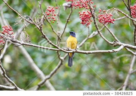 黃腹琉璃 38426825