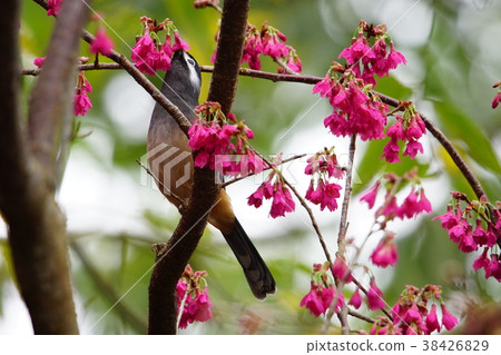 白耳畫眉 38426829