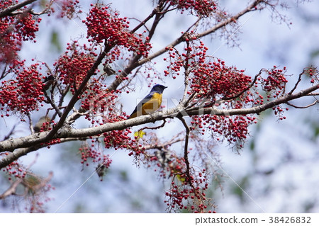 黃腹琉璃 黃腹琉璃 38426832