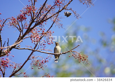 黃腹琉璃 38426834