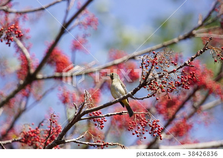 黃腹琉璃 黃腹琉璃 38426836