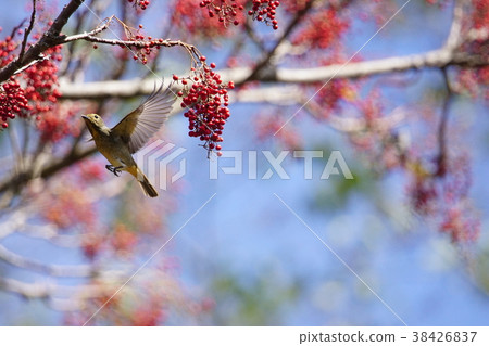 Yellow belly glass 38426837