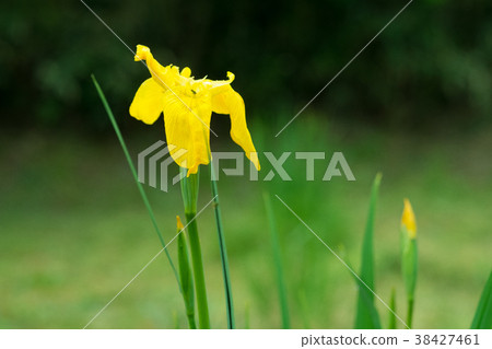 Kishobu綻放鮮黃色的花Kishobu綻放鮮黃色的花朵 38427461