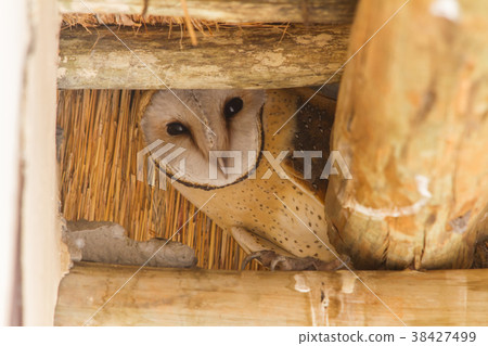倉owl 38427499