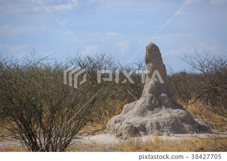 anthill 38427705
