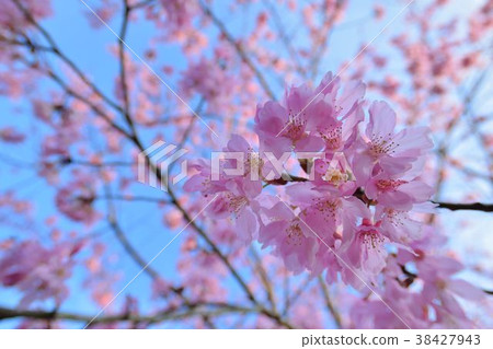 Kaho Benpo：Koburyo農場有限公司，Yamasakura Nori，日本櫻花人工混合物，Koboku Sakura Hanabayashi Ryumu Mauling Butterfly House 38427943