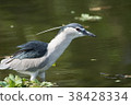Night heron 38428334