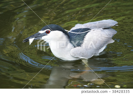Night heron Night heron 38428335