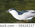 Night heron 38428337