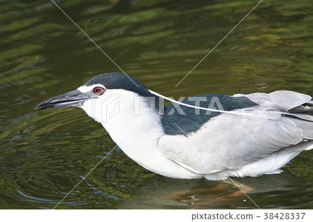 Night heron 38428337